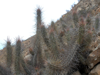 Echinopsis deserticola