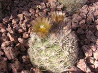 Escobaria deserti