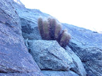 Echinocereus engelmannii