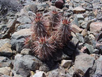 Echinocereus engelmannii