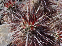 Echinocereus engelmannii