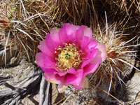 Echinocereus engelmannii