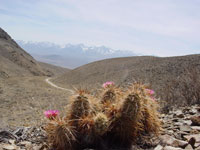 Echinocereus engelmannii