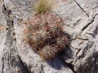 Echinocereus engelmannii