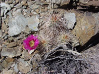 Echinocereus engelmannii