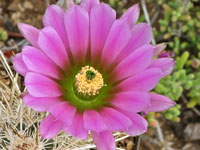 Echinocereus engelmannii