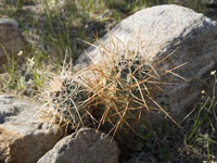 Echinocereus engelmannii