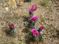 Echinocereus engelmannii