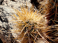 Echinocereus engelmannii