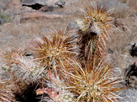 Echinocereus engelmannii