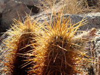 Echinocereus engelmannii