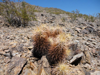 Echinocereus engelmannii