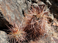 Echinocereus engelmannii