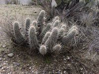 Echinocereus engelmannii