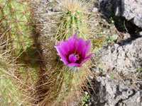 Echinocereus engelmannii