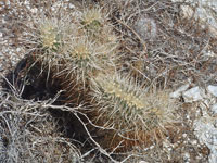 Echinocereus engelmannii