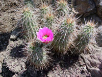 Echinocereus engelmannii