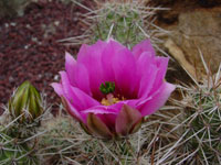 Echinocereus engelmannii