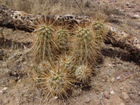 Echinocereus engelmannii