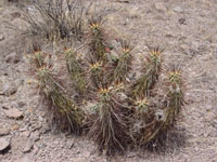 Echinocereus engelmannii