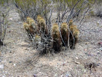 Echinocereus engelmannii