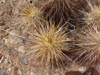 Echinocereus engelmannii