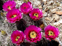 Echinocereus engelmannii