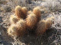 Echinocereus engelmannii