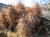 Echinocereus engelmannii