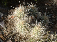 Echinocereus engelmannii