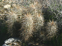 Echinocereus engelmannii