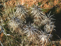 Echinocereus engelmannii