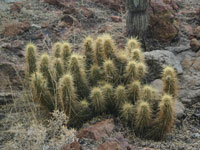 Echinocereus engelmannii