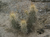 Echinocereus engelmannii