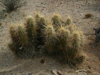 Echinocereus engelmannii