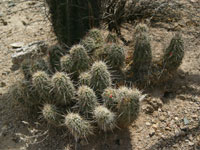 Echinocereus engelmannii