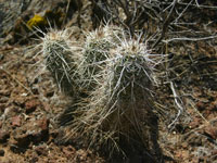 Echinocereus engelmannii