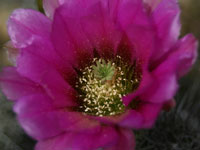 Echinocereus engelmannii