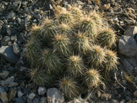 Echinocereus engelmannii