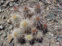 Echinocereus engelmannii