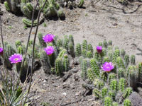 Echinocereus pentalophus