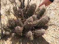 Echinocereus fasciculatus