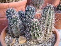 Echinocereus fendleri