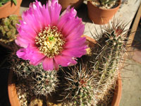 Echinocereus fendleri