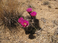 Echinocereus fendleri