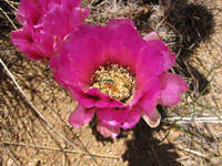 Echinocereus fendleri