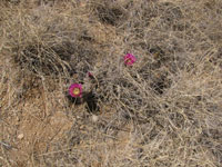 Echinocereus fendleri