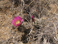 Echinocereus fendleri