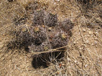 Echinocereus fendleri