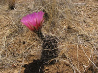 Echinocereus fendleri